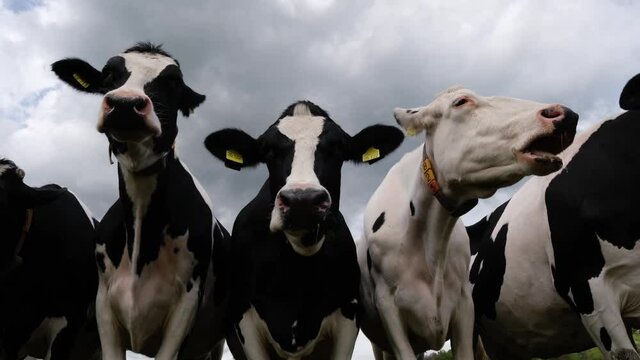 Hypersalivation by cattle. White Friesian Holstein dairy cow looking into the camera and ruminating. Her slimy saliva droplet or drooling snot hanging loose in the air. Cute and funny cow chewing.