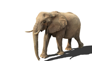 walking elephant isolated on white background with shadow