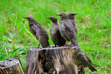 Junge Stare warten auf die Fütterung	
