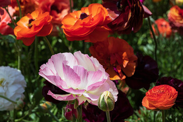 Head of pink flowers Ranunculus asiaticus Persian buttercups closeup