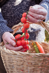 mens hands put tomatoes in a basket