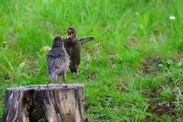 Junge Stare warten auf die Fütterung	