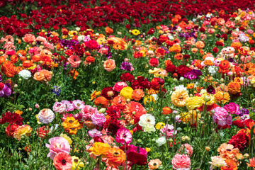 Field of multicolored flowers Ranunculus asiaticus Persian buttercups