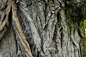 Corteccia di un grande albero
