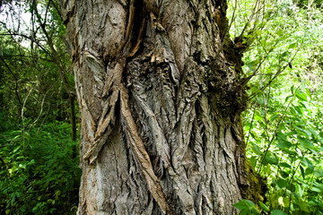 Corteccia di un grande albero