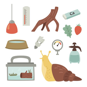 vector set of an achatina snail care