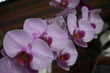 Anggrek Bulan - Phalaenopsis amabilis or puspa pesona is one of Indonesia's national flowers