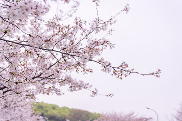 Spring blooming cherry blossoms on the campus of Wuhan University in China
wuhan,wuhan university,wuhan 