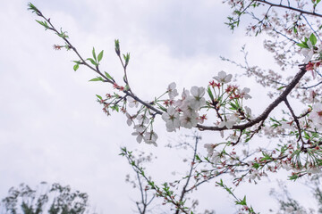 Spring blooming cherry blossoms on the campus of Wuhan University in China
wuhan,wuhan university,wuhan 