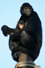 spider monkey in a zoo in france