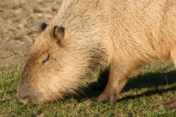 capybara in a zoo in france