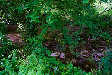 Obraz premium Corso d'acqua nascosto lungo il sentiero del granchio nero