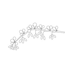 Vector line hand drawn illustration of barberry branch with leaves and berries. Isolated on white background.