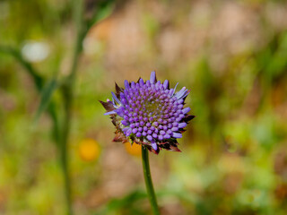 wild purple flower mountain cornflower (Centaurea montana)