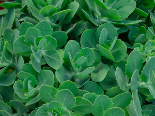 succulent or captus plant leaves background