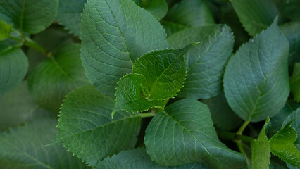 camellia leaves background