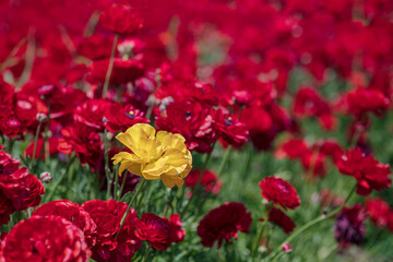 Head of yellow and red flowers Ranunculus asiaticus Persian buttercups closeup. Selective focus