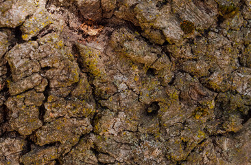different backgrounds of tree trunks texture