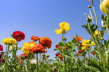 Field of multicolored flowers Ranunculus asiaticus Persian buttercups