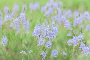 natural background with blue flowers