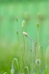 unblown green buds of wild poppy o