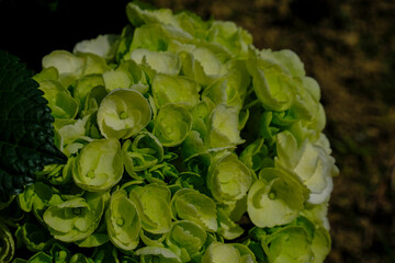 White and green hydrangea blossoms close up in the garden. Springtime nature