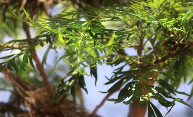 Fine, green, tree branches. Reflections of light. 