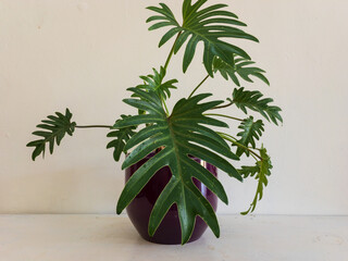 Philodendron xanadu plant in a beautiful ceramic pot isolated background © GreenThumbShots