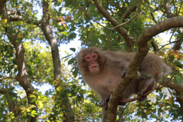 木の上のお猿さん　大堂山（高知県　大月町）