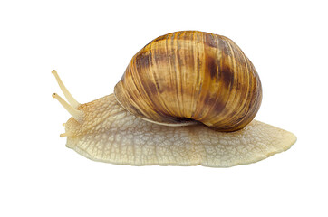 Large grape snail on a white background, isolate