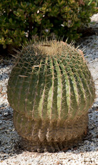 the cactus has sharp spikes