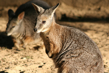 wallaby in a zoo in france