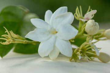 Naklejka na ściany i meble Jasmine flower of the heart, helps love purity.