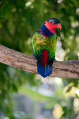 the black capped lory is perched high in a tree