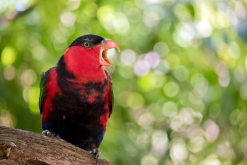 the black capped lory is perched high in a tree warning of danger
