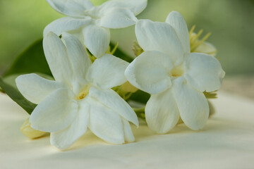 Obraz na płótnie Canvas White jasmine flower pasted on mastic paper.