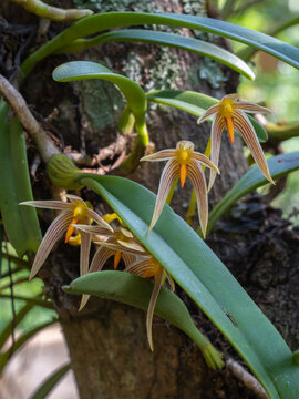 Closeup view of colorful epiphytic orchid species bulbophyllum affine flowers blooming outdoors on natural background