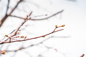 Buds on a tree close-up, natural background