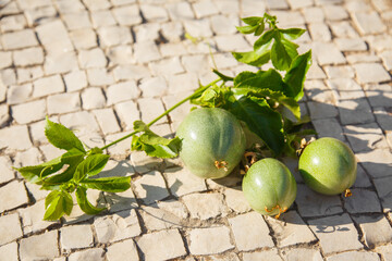 Green Passiflora fruit. Passion fruit on stone surface
