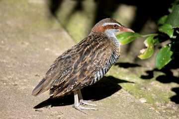 this is a side view of a buff banded rail