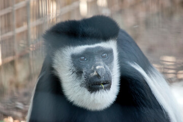 the black and white colobus has long hair on its arms