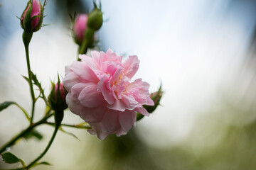 close up wet pink rose flower background.