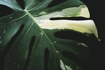 Green leaves in dark tones on a black background.Tropical green leaves Ideas for websites, banner...