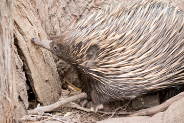 the echidba is looking for food in the tree