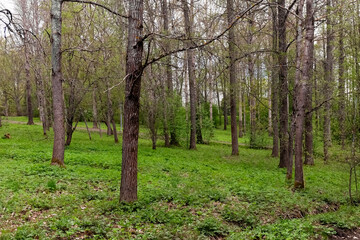 Forest in the spring. Spring forest. Background.