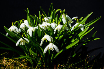 Close up of common Snowdrop flowers in the spring sun. Isolated on black background with shallow depth of field.