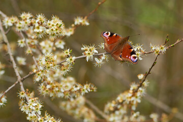 Tagpfauenaugen beim Sonnenbad im Frühjahr	