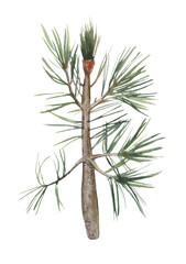 Watercolor element, pine twig. For decoration of design compositions containing natural elements.