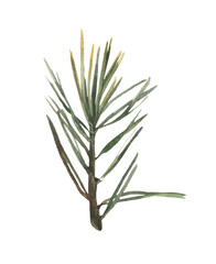 Fototapeta premium Watercolor element, pine twig. For decoration of design compositions containing natural elements.
