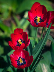 Fototapeta premium Blooming red tulips in spring flowerbed low key background. Field of bright pink beautiful blooming flowers closeup in sunlight. Natural floral blossom wallpaper banner dark and moody minimal style.